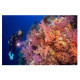 Maska SPECTRA MiNi DiVE MASK Item # 24.851.220